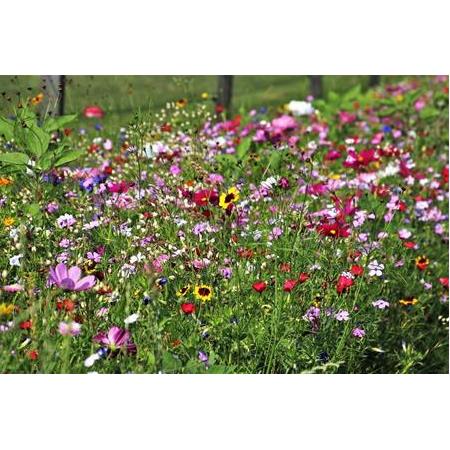 KIR ÇİÇEKLERİ  - ECR